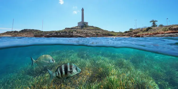 Coastline with a lighthouse at Cabo de Palos in Murcia and grassy seabed with fish underwater, split view half above and below water surface.